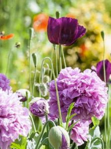 Obituary - purple flowers
