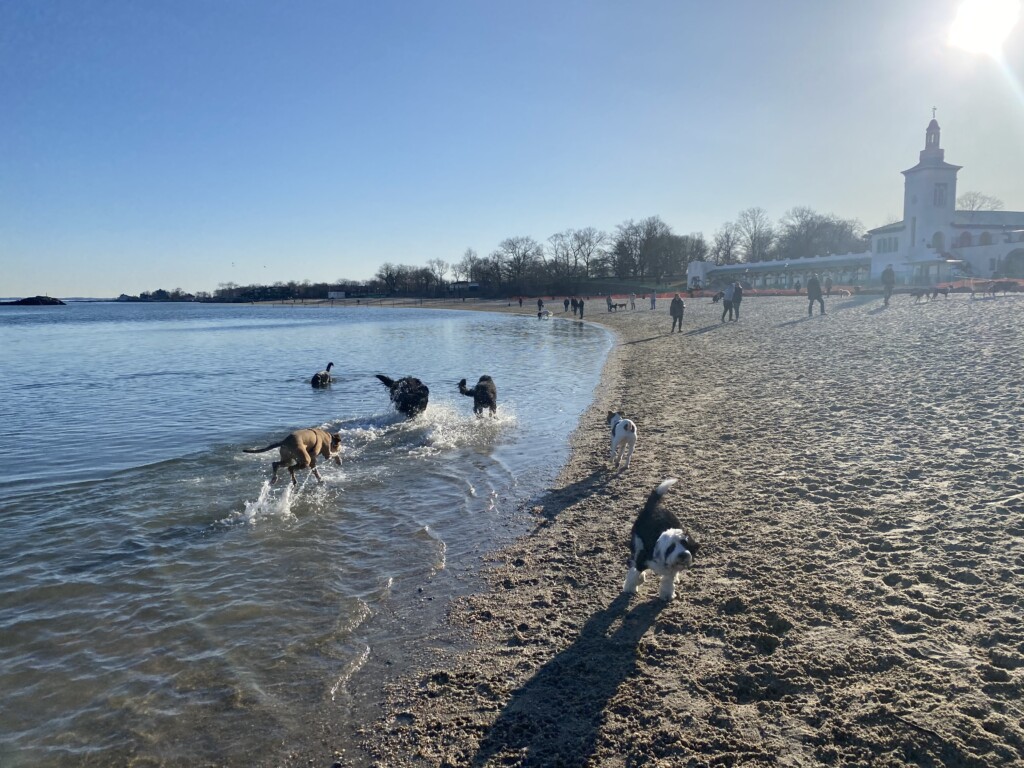 Rye Playland Beach with dogs 03-20-2021--1