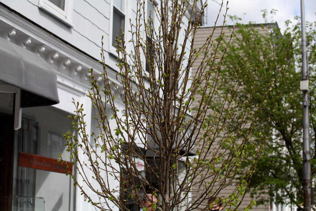 The linden tree planted at 21 Purchase Street for Arbor Day 2021.