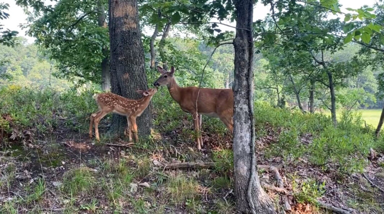 Doe and Fawn at Rye Marshlands - Friday, June 16, 2021