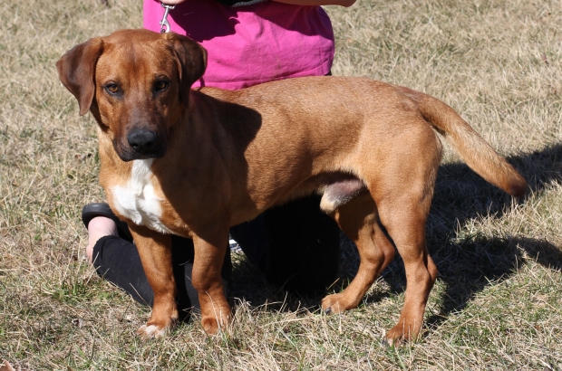 Pet Adoption 2021-07 - Sal the Dog