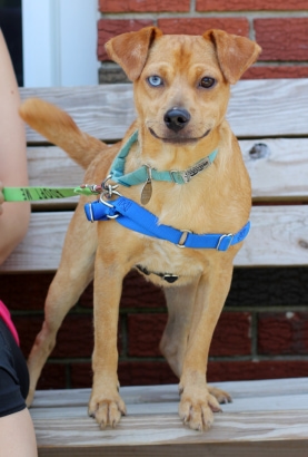 Pet Adoption-08-2021- Kane the Dog