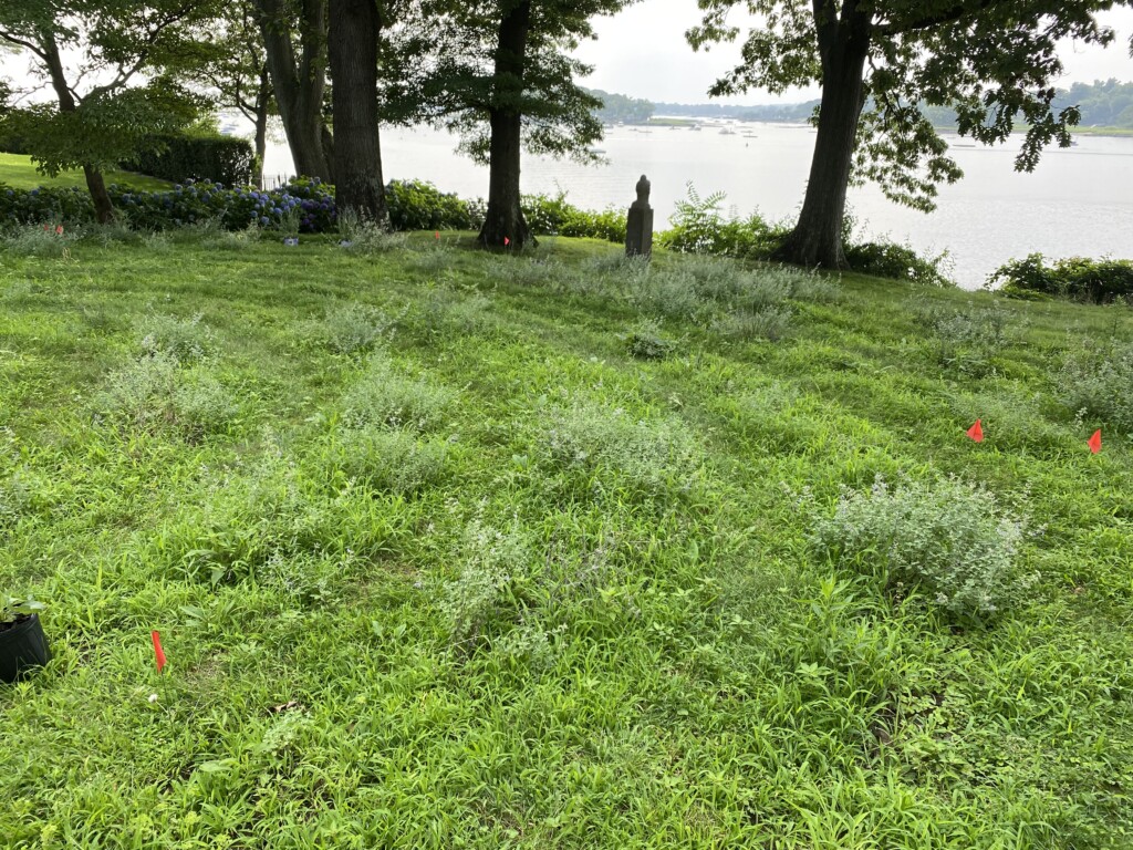 Wainwright House labyrinth area before work 2021