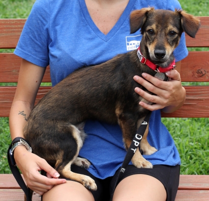 Pet Adoption-09-2021-Fatima the dog