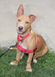 Pet Adoption-09-2021-Karen the dog