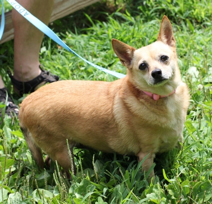 Pet Adoption-09-2021-LucyLou the dog