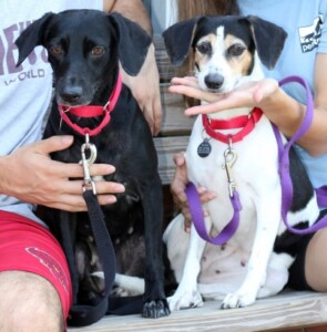 Pet Adoption-09-2021-Natalie and Tasha the dogs