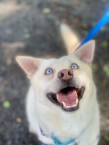 Pet Adoption-09-2021-Steve the dog