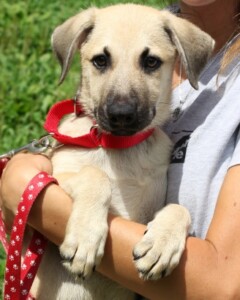 Pet Adoption 2021-07- Angela the Dog