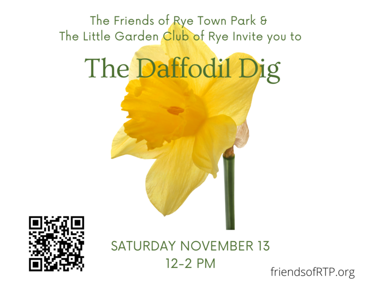 DAFFODIL-DIG-Postcard Rye Town Park November 13, 2021