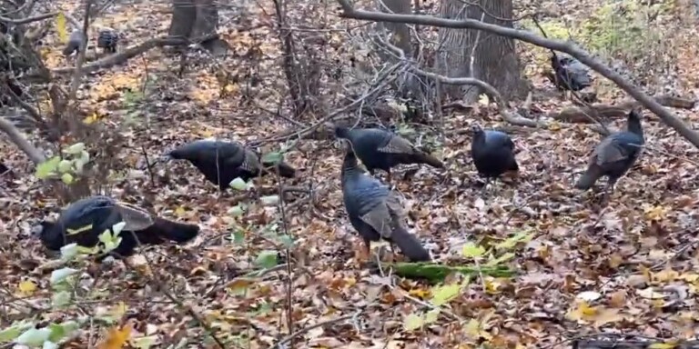 Wild Turkeys @ Marshlands Conservancy 2021-11-23