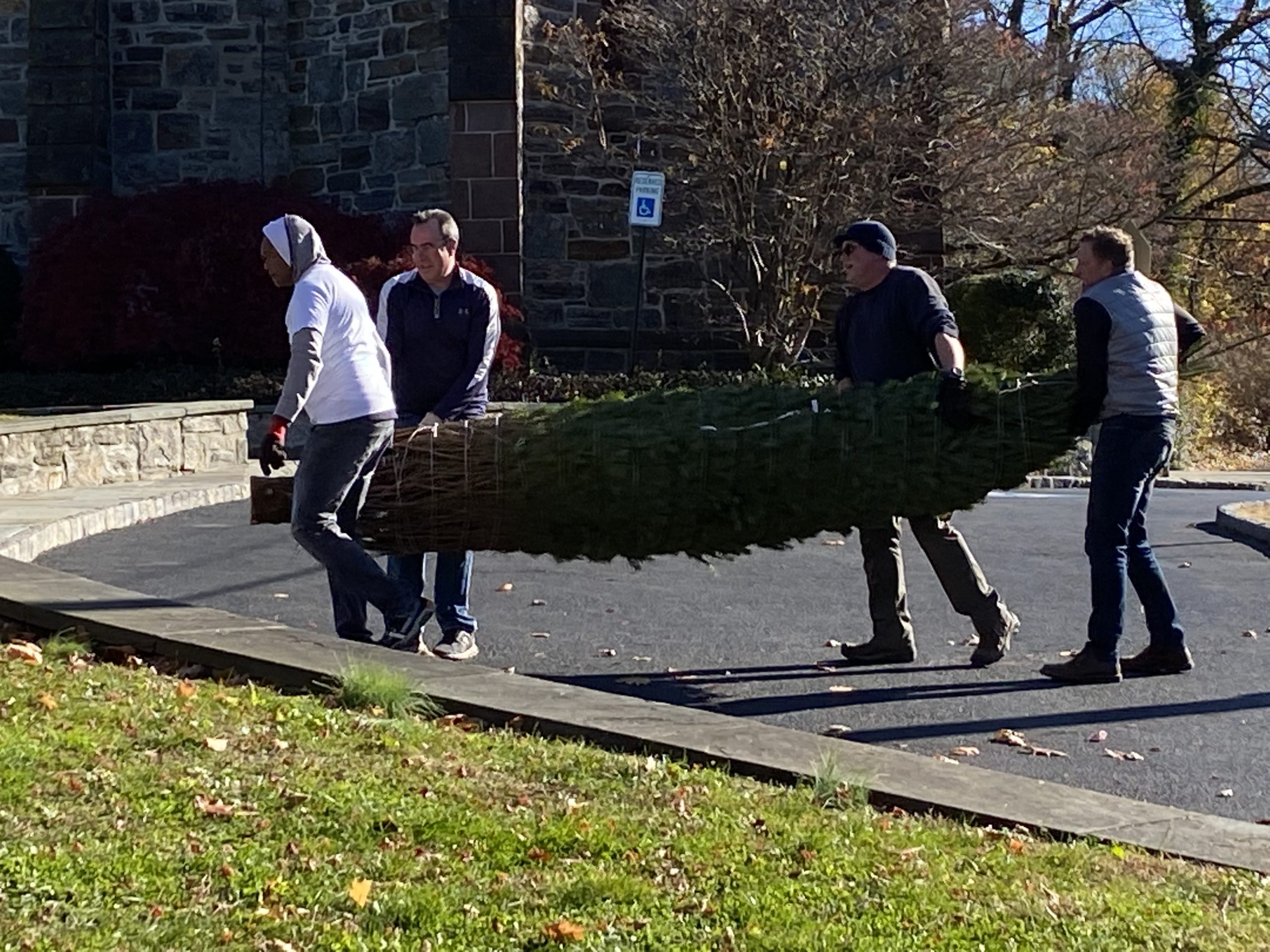 (PHOTOS: Parishioners at Christ's Church Rye unload trees for the annual Christmas tree sale this Saturday.)