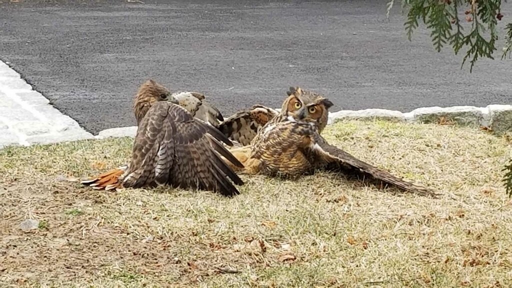 Hawk vs. Owl Fight on Purchase Street - Rye PD 2022-01-23