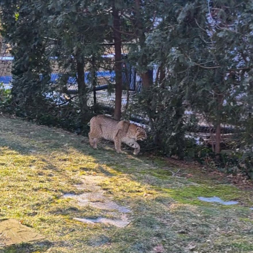 (PHOTO: This Bobcat was seen in Rye Brook on Sunday, February 6, 2022. Credit: Rye Brook PD.)