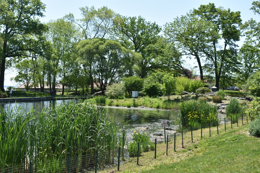 PM Rye Town Park #0076 2021-05-19 Pond 1 DSC_0287