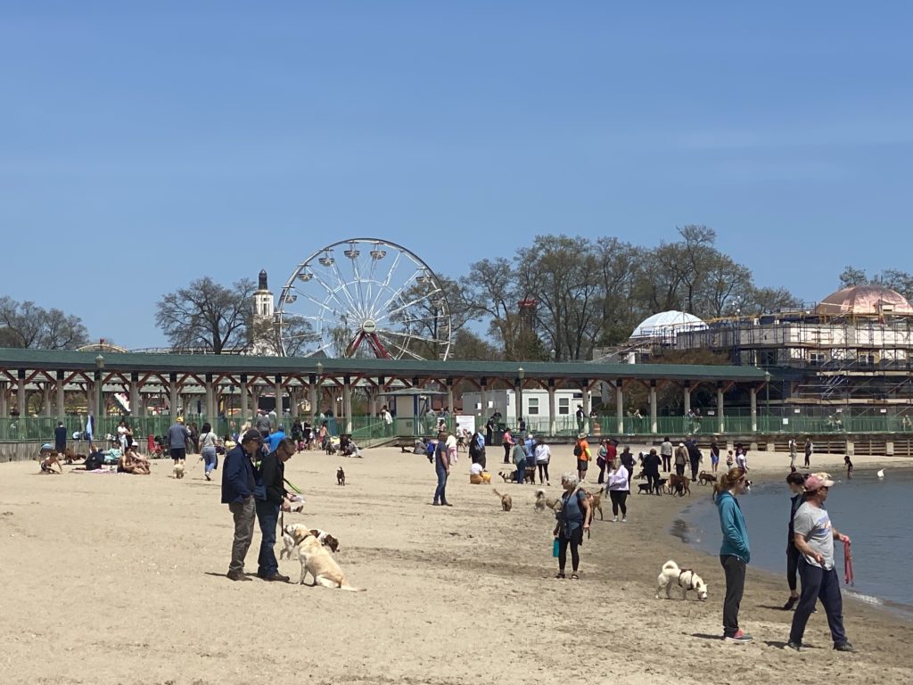 (PHOTO: Playland Beach is open to dogs from approximately October 1st to May 1st each year. The beach is operated by the County Parks Department.)