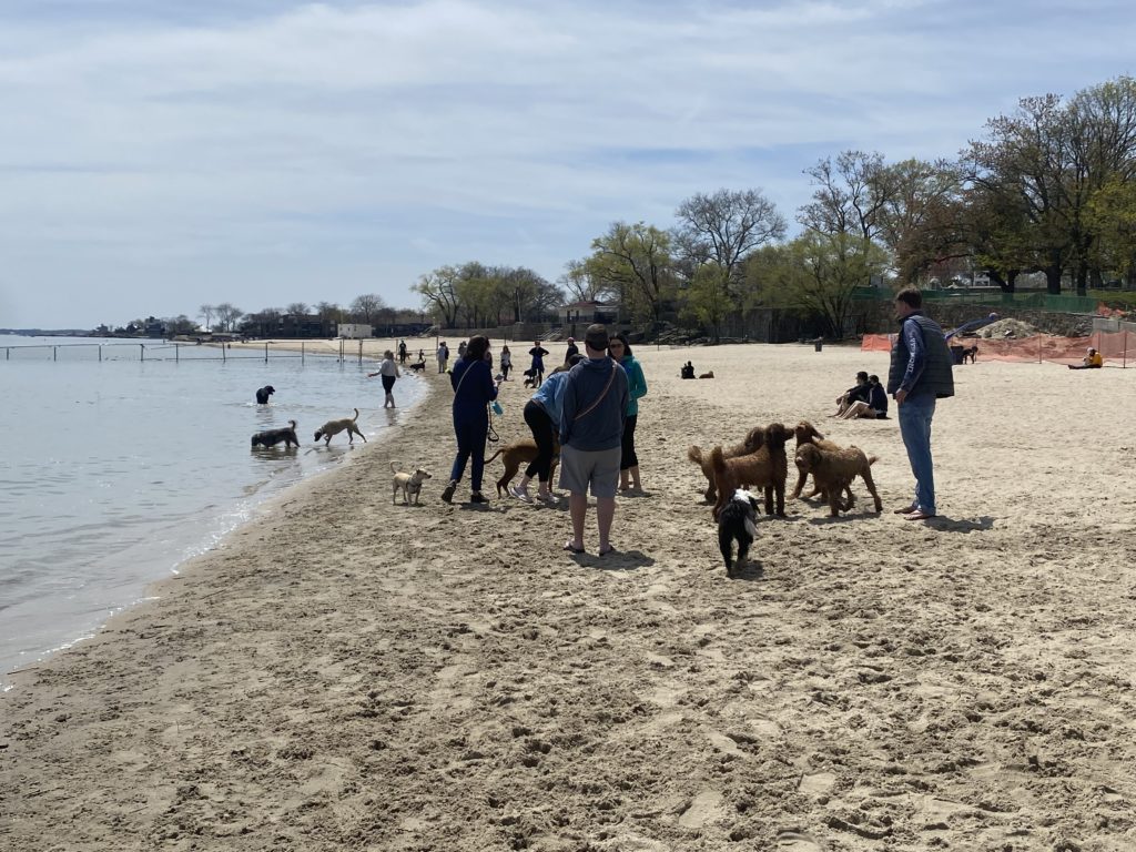 (PHOTO: Playland Beach is open to dogs from approximately October 1st to May 1st each year. The beach is operated by the County Parks Department.)