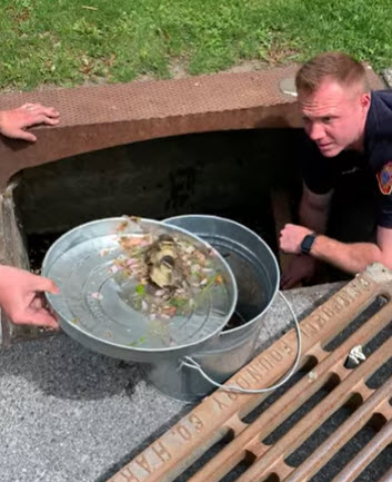 (PHOTO: Rye FD firefighter Kevin Ramsey rescuing some of the 11 ducklings Thursday afternoon on Purchase Street.)