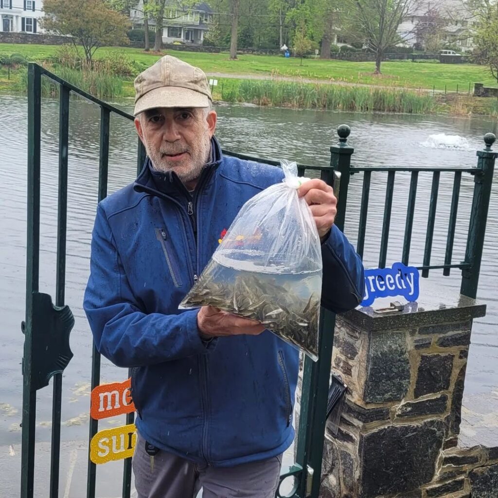 (PHOTO: Rye Town Park Director Russ Gold holding the newest park residents - mosquito eating minnows.)