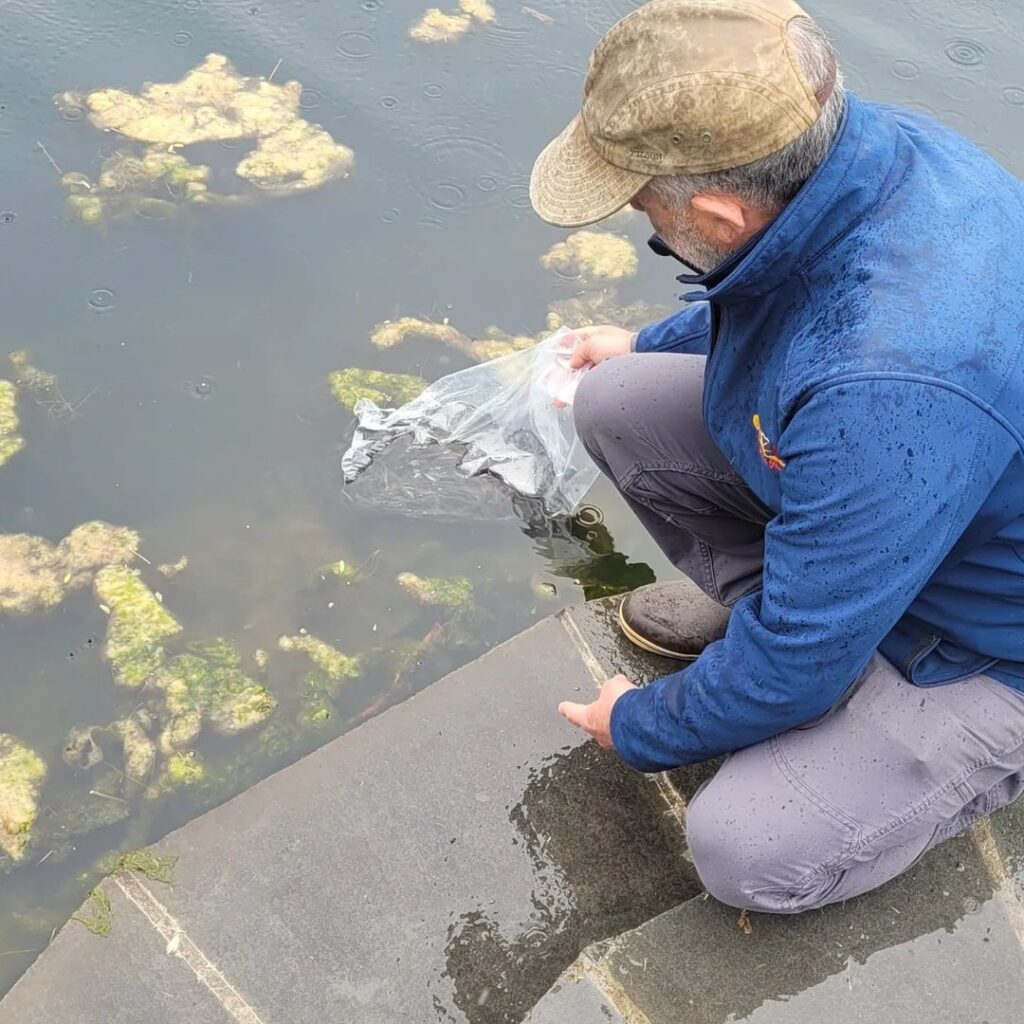 (PHOTO: Rye Town Park Director Russ Gold releases minnows into their new duck pond home.)