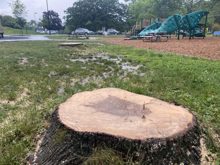 (PHOTO: Eight ash trees infected with the emerald ash borer beetle were removed from Rye Recreation on Monday, June 27, 2022.)