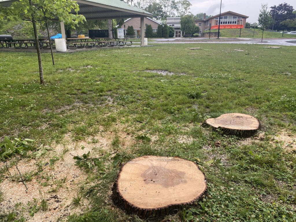 (PHOTO: Eight ash trees infected with the emerald ash borer beetle were removed from Rye Recreation on Monday, June 27, 2022.)