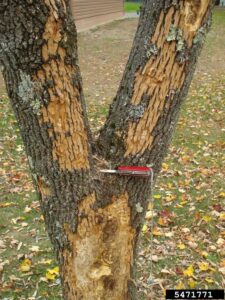 (FILE PHOTO: An example of a heavily infested ash tree with emerald ash borer and woodpecker activity in evidence. Credit: Kenneth R. Law, USDA APHIS PPQ, Bugwood.org.)