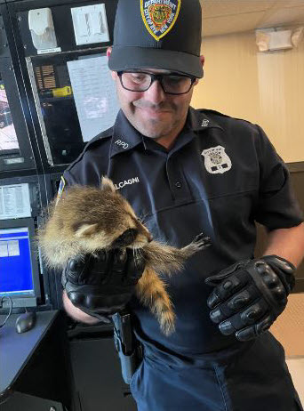 (PHOTO: Rye PD Officer Jesse Calcagni with with one of the baby racoons on Saturday, June 11, 2022.)