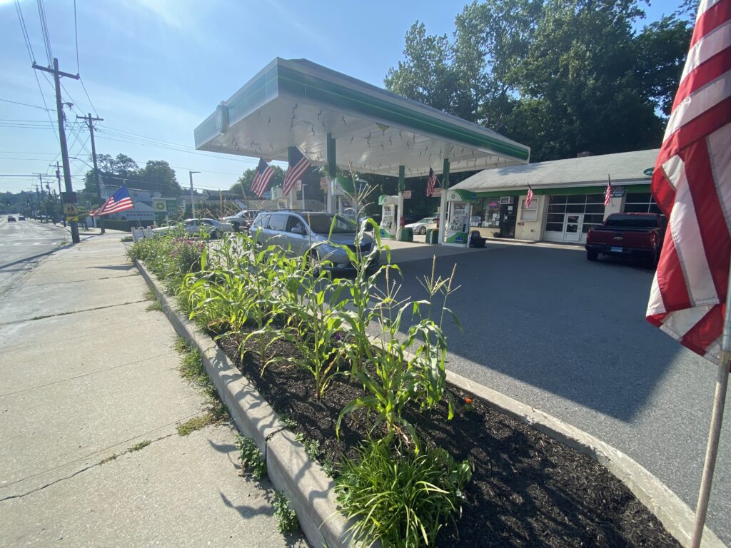 (PHOTO: The BP Station at 1 Boston Post Road is growing corn.)