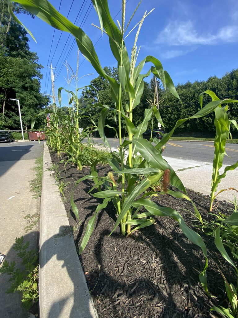 (PHOTO: Bring your own butter and salt. The BP Station at 1 Boston Post Road is growing corn.)