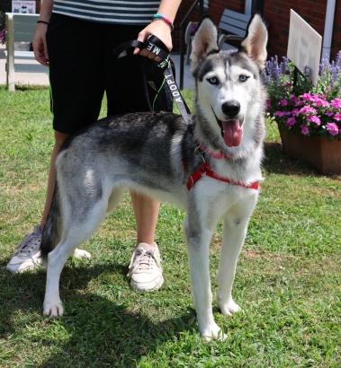 Pet Adoption 2022-08 Betty the dog