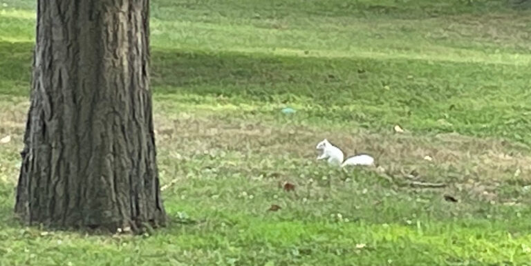 (PHOTO: Rye's own Bigfoot? The elusive white squirrel.)