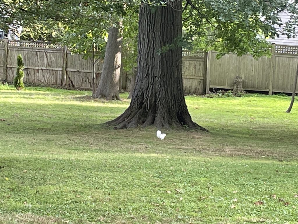 (PHOTO: Rye's own Bigfoot? The elusive white squirrel.)