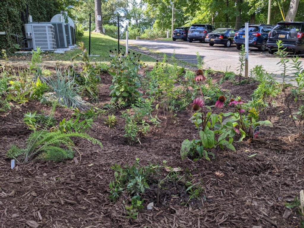 Rye Arts Center rain garden installation 10 PXL_20220912_175915576.MP