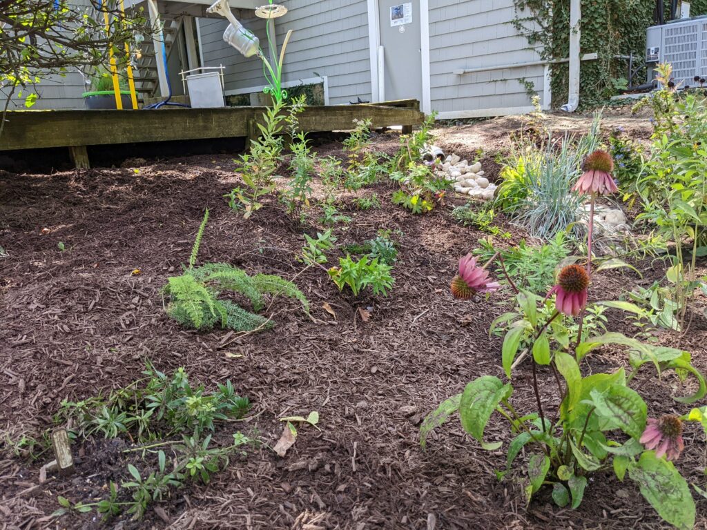 Rye Arts Center rain garden installation 11 PXL_20220912_175927440.MP