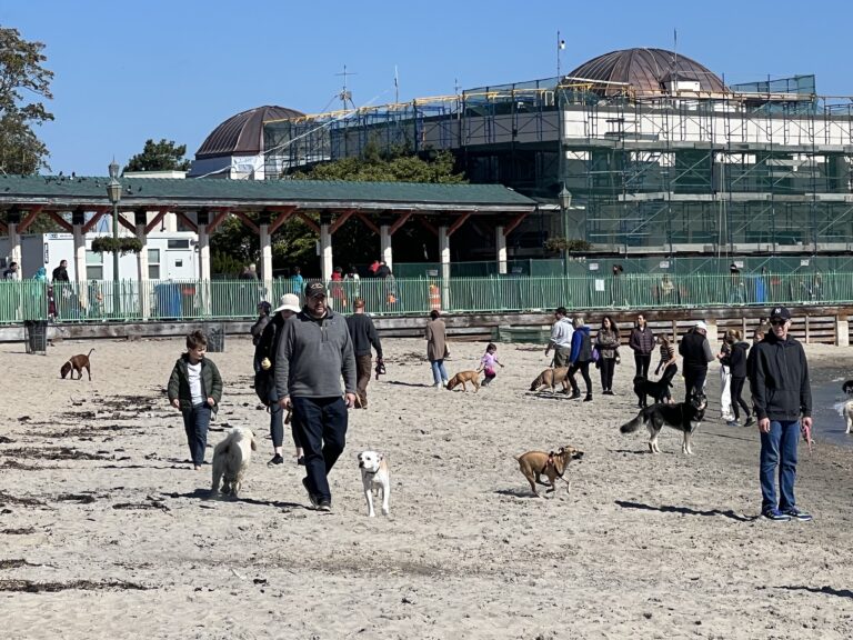 (PHOTO: Four legged Rye residents on Playland Beach this past Sunday.)