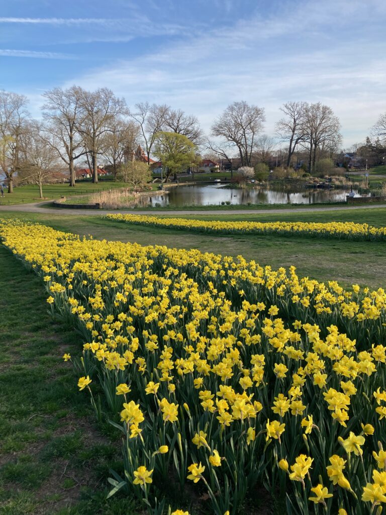 (PHOTO: Got Daffodils? Rye Town Park has 9,000 and they need your help this Sunday, November 20th at 9am.)