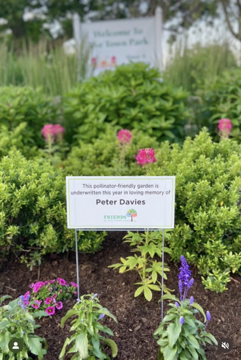 (PHOTO: One of the pollinator gardens in Rye Town Park. Credit: Diana Page.)