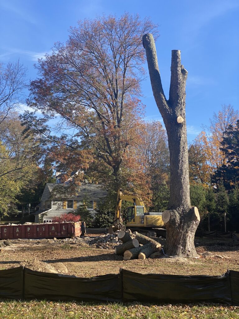 (PHOTO: 40 Bradford Avenue on Tuesday morning, November 8, 2022. House down, and so are the trees, including three mature trees.)