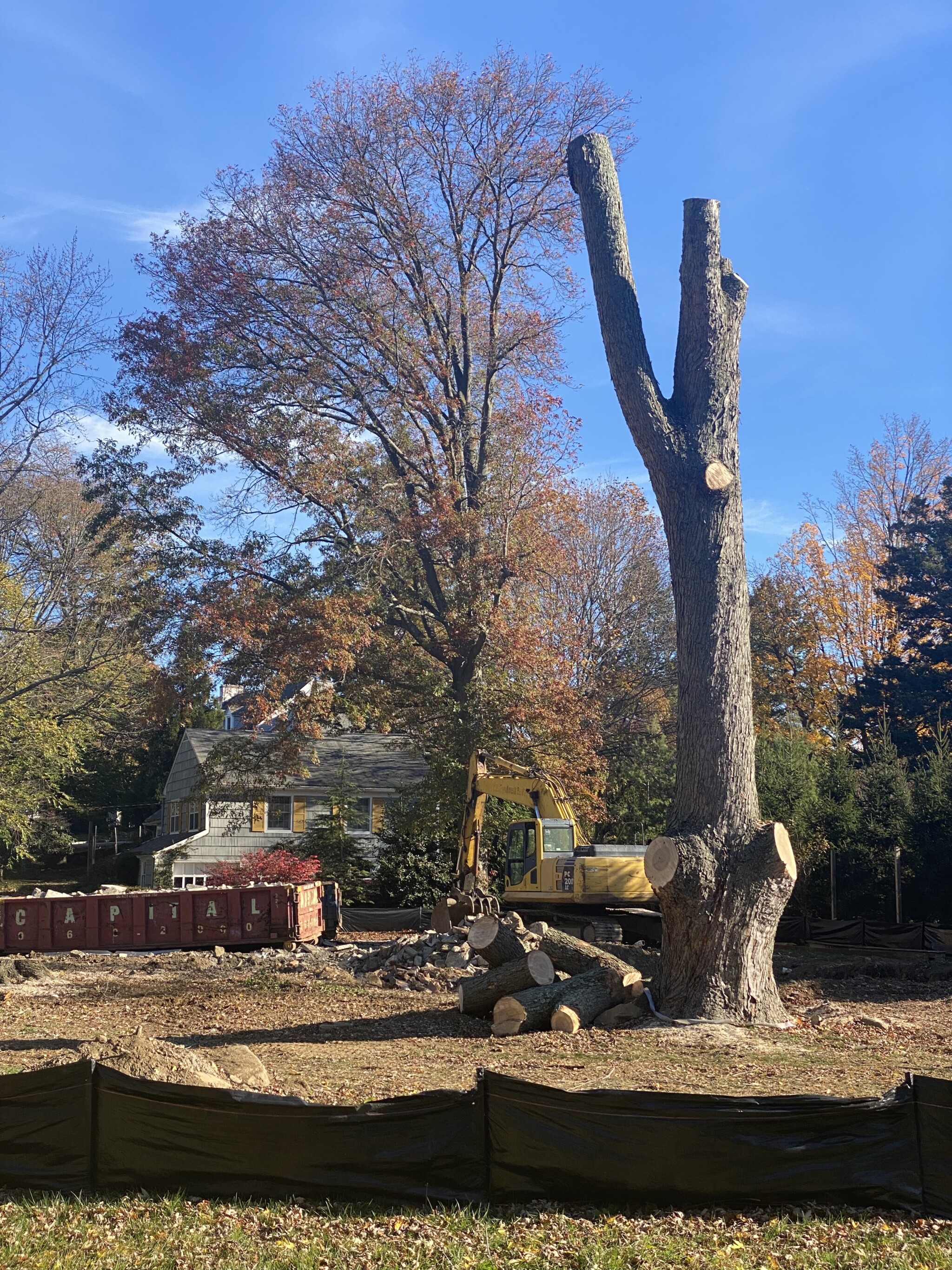 (PHOTO: 40 Bradford Avenue on Tuesday morning, November 8, 2022. House down, and so are the trees, including three mature trees.)