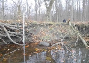 (PHOTO: Existing Blind Brook bank erosion shows undercut tree root systems.)