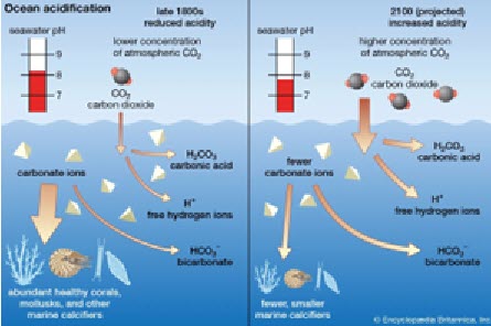 (PHOTO: The process of ocean acidification.)