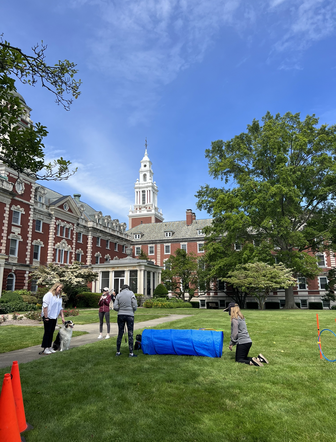 The dog obstacle course on Osborn South Lawn.