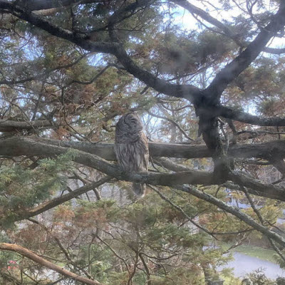 (PHOTO: The Owl of Lynden Street.)