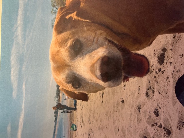 (PHOTO: Maggie's dog, Buddy, at Playland Beach in 2021)