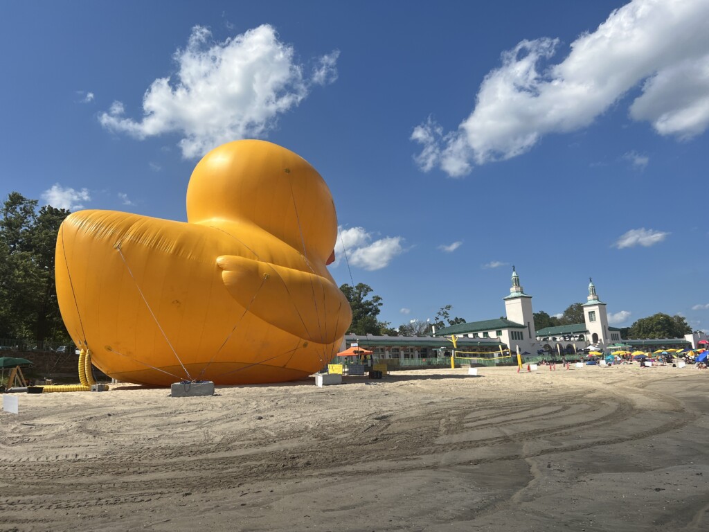 (PHOTO: Mama Duck presents a lot of photo opportunities for beachgoers.)