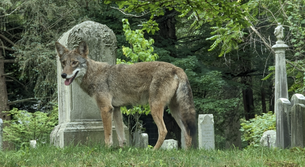 (PHOTO: Coyote at Greenwood Union Cemetery on Monday, July 25, 2023.)