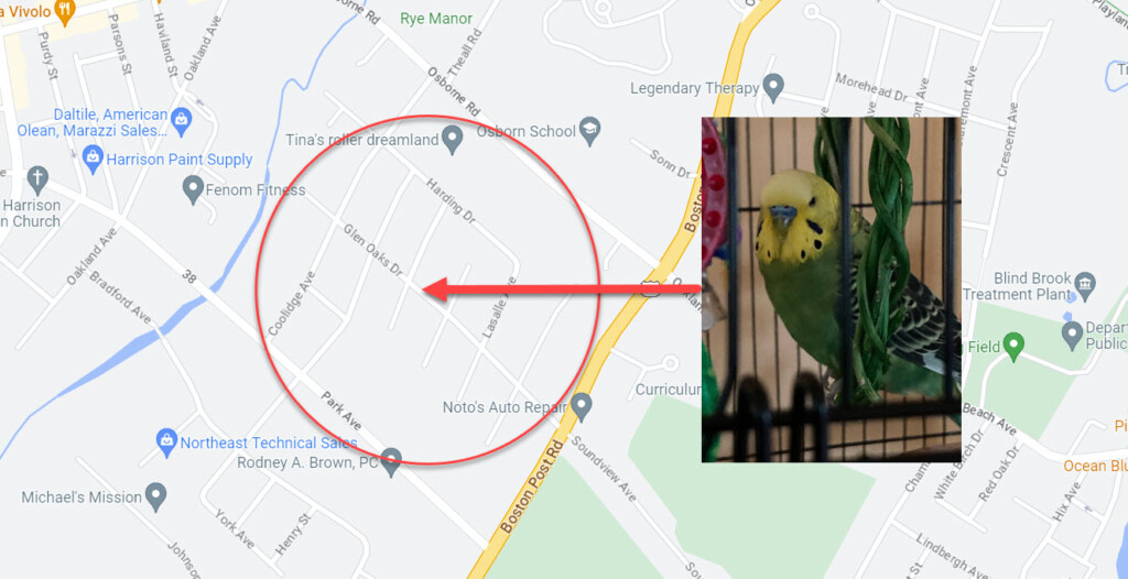 (PHOTO: The map shows the last known whereabouts of Hotcakes the parakeet.)