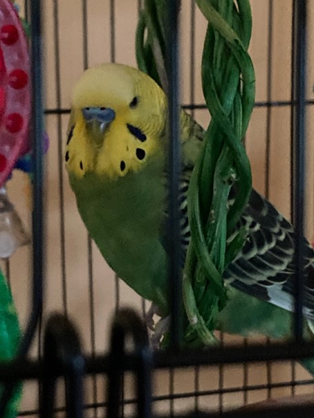 (PHOTO: Hotcakes the parakeet went missing Tuesday in the Glen Oaks section of Rye.)