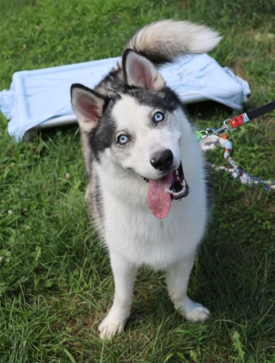 Pet Adoptions 2023-28 - Snowball the Dog